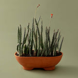 Mennt Tend Planter 402