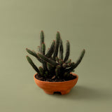 Mennt Tend Planter 304