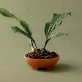 Mennt Tend Planter 203