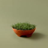 Mennt Tend Planter 203