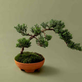 Mennt Tend Planter 304