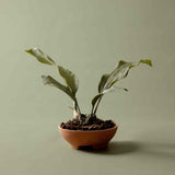 Mennt Tend Planter 304