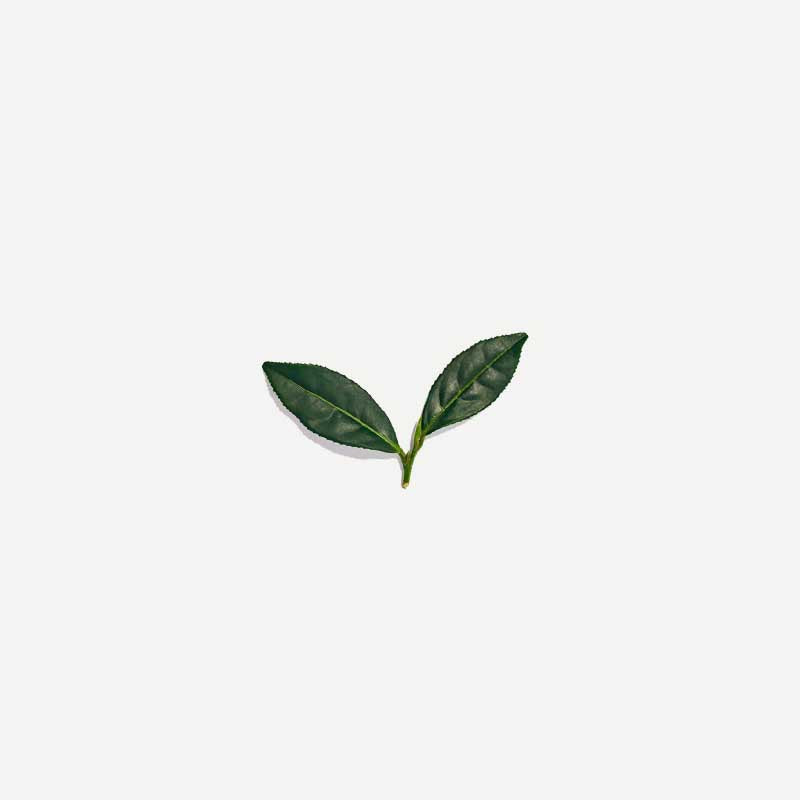 lovetea-greentea-ingredients-Simple-Beautiful-Things