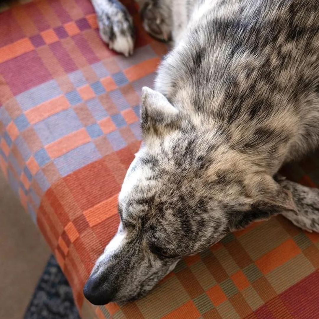 Mungo Blanket Cotton Fido Ginger