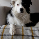 Waverley Mills Pet Blanket Grid - Charcoal