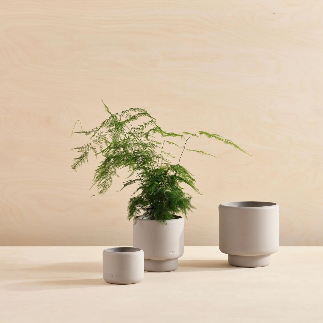 Aaron Probyn_Botany_Pot_Medium_Grey_Simple_Beautiful_Things