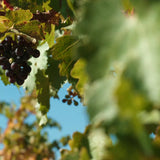 Etikette Room Mist BAROSSA - Lily, Rose / Ruby Plum