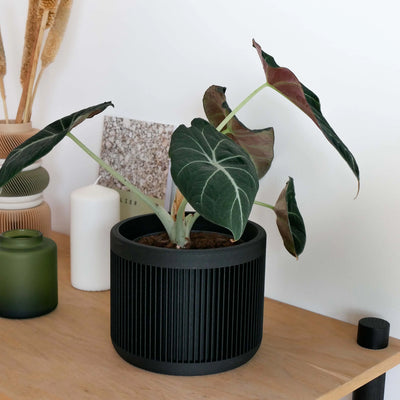 Indoor Planter - Japan Black 12cm