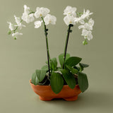 Mennt Tend Planter 402