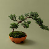 Mennt Tend Planter 304