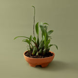 Mennt Tend Planter 304