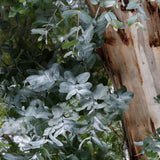 Etikette Room Mist OTWAYS - Bush botanicals