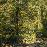 Waverley Mills Wool Throw Terrain - Tarkine Forest