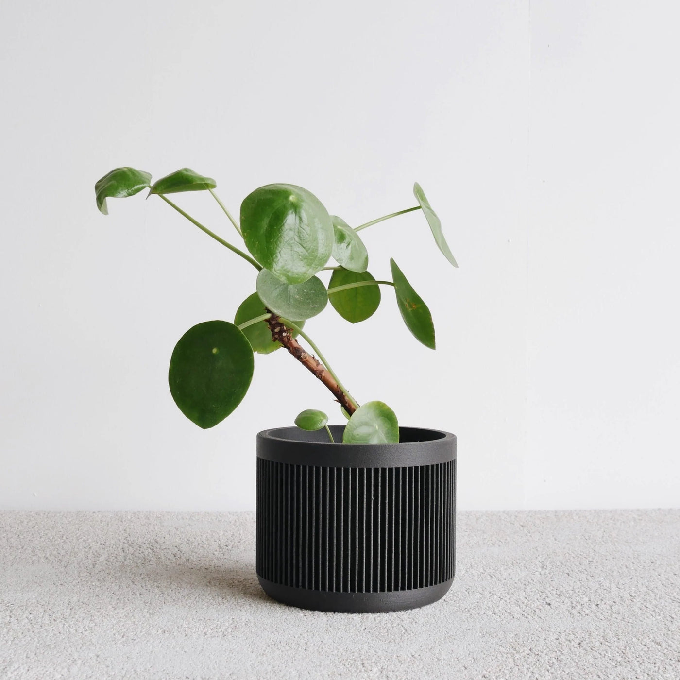 Indoor Planter - Japan Black 12cm