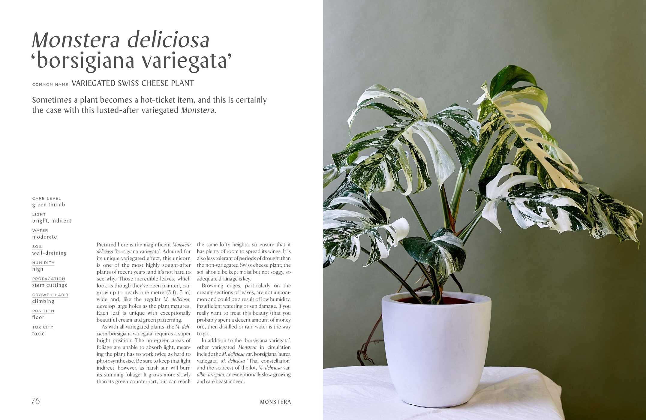 Book_Plantopedia_Inside_Simple_Beautiful_Things