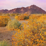 Etikette-Wilpena-CactusFlower-Simple-Beautiful-Things