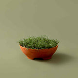 Mennt Tend Planter 203