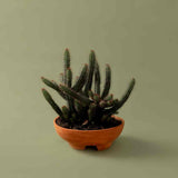 Mennt Tend Planter 203