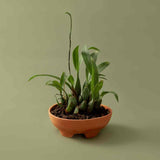 Mennt Tend Planter 304