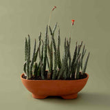 Mennt Tend Planter 402