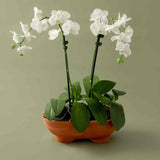 Mennt Tend Planter 402